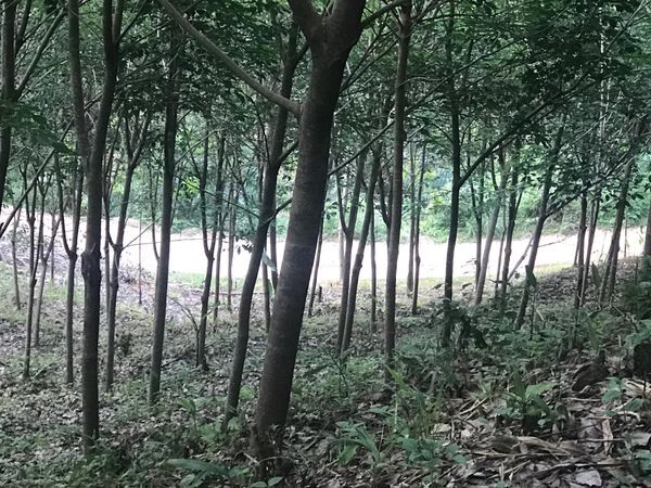Bangkok, Real Estate For Sale, THB 3800000,  6 BR,  8400 Sq. Feet,  Urgent Sale Of Land, Sea View, Beautiful Location, Good Atmosphere, Khao Lak, Phang Nga