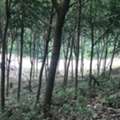THB 3800000,  6 BR,  8400 Sq. Feet,  Urgent Sale Of Land, Sea View, Beautiful Location, Good Atmosphere, Khao Lak, Phang Nga