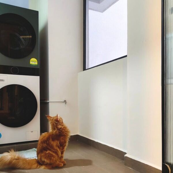 Singapore, Construction, Mozziefy Insect Screens & Cat Mesh