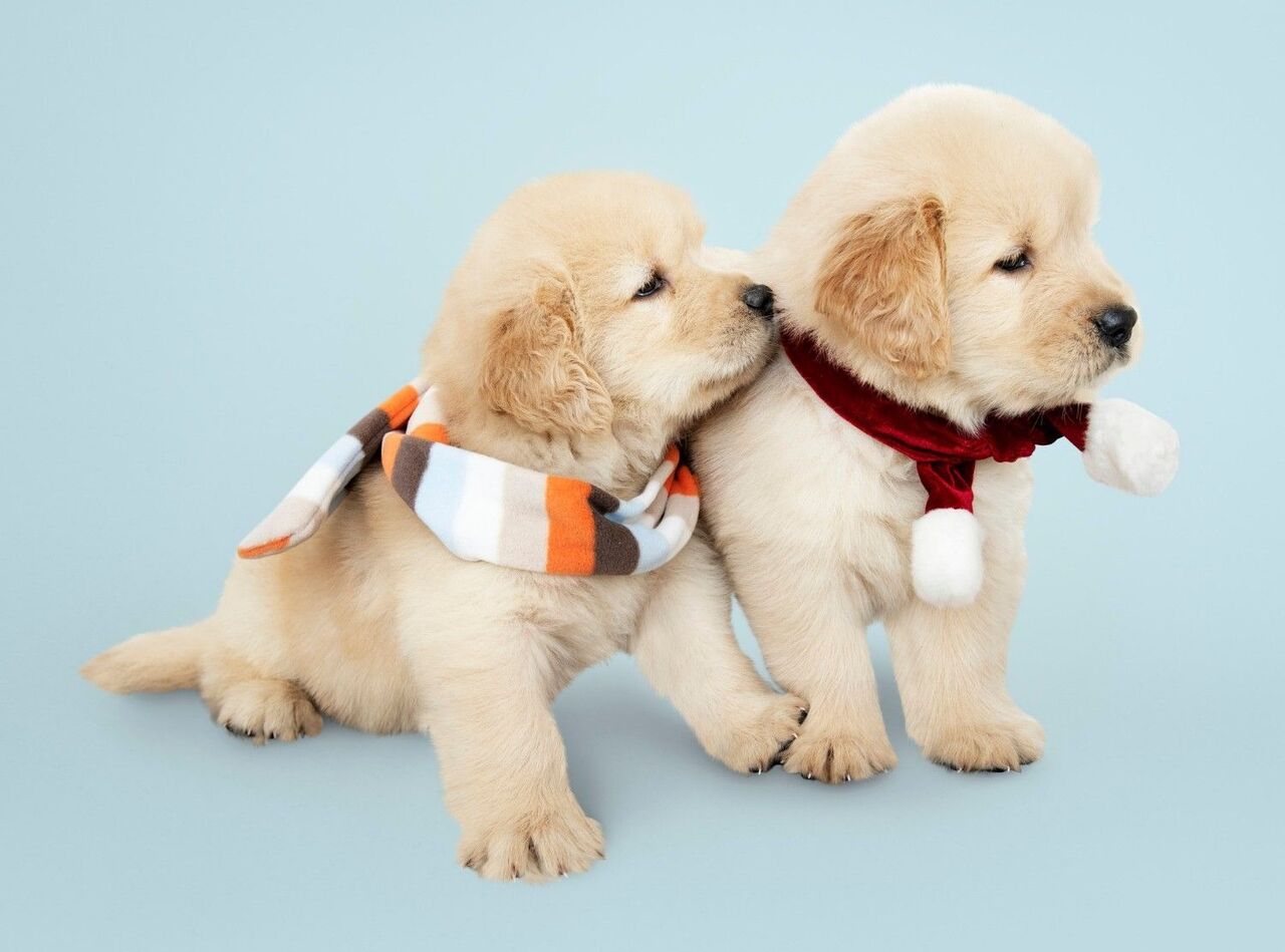 New York, Pet Sitting, Animal Hospital Water Valley MS With Compassionate Veterinary Care