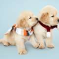 Animal Hospital Water Valley MS With Compassionate Veterinary Care