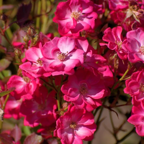 New York, Farm/Garden, Are Mail Order Plants Safe To Buy Online?
