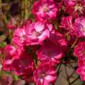 Are Mail Order Plants Safe To Buy Online?