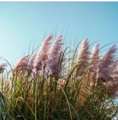 New York, Farm/Garden, Are Mail Order Plants Safe To Buy Online?