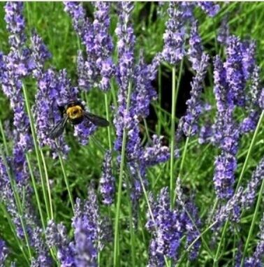 New York, Farm/Garden, Are Mail Order Plants Safe To Buy Online?