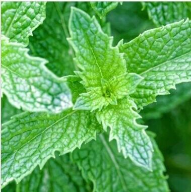 New York, Farm/Garden, Are Mail Order Plants Safe To Buy Online?