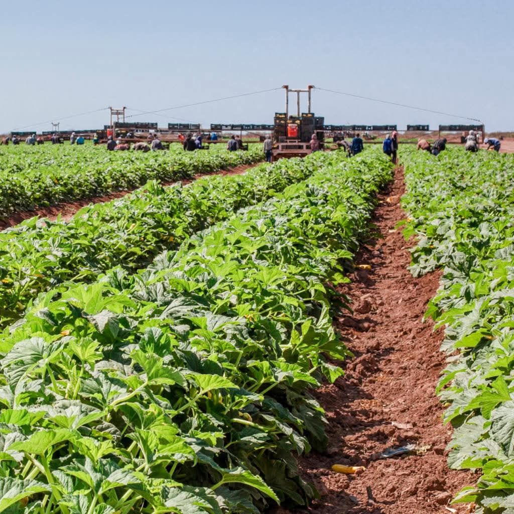 Tbilisi, Business Partners, Agriculture Investor Seeking Strong Deals In 2026