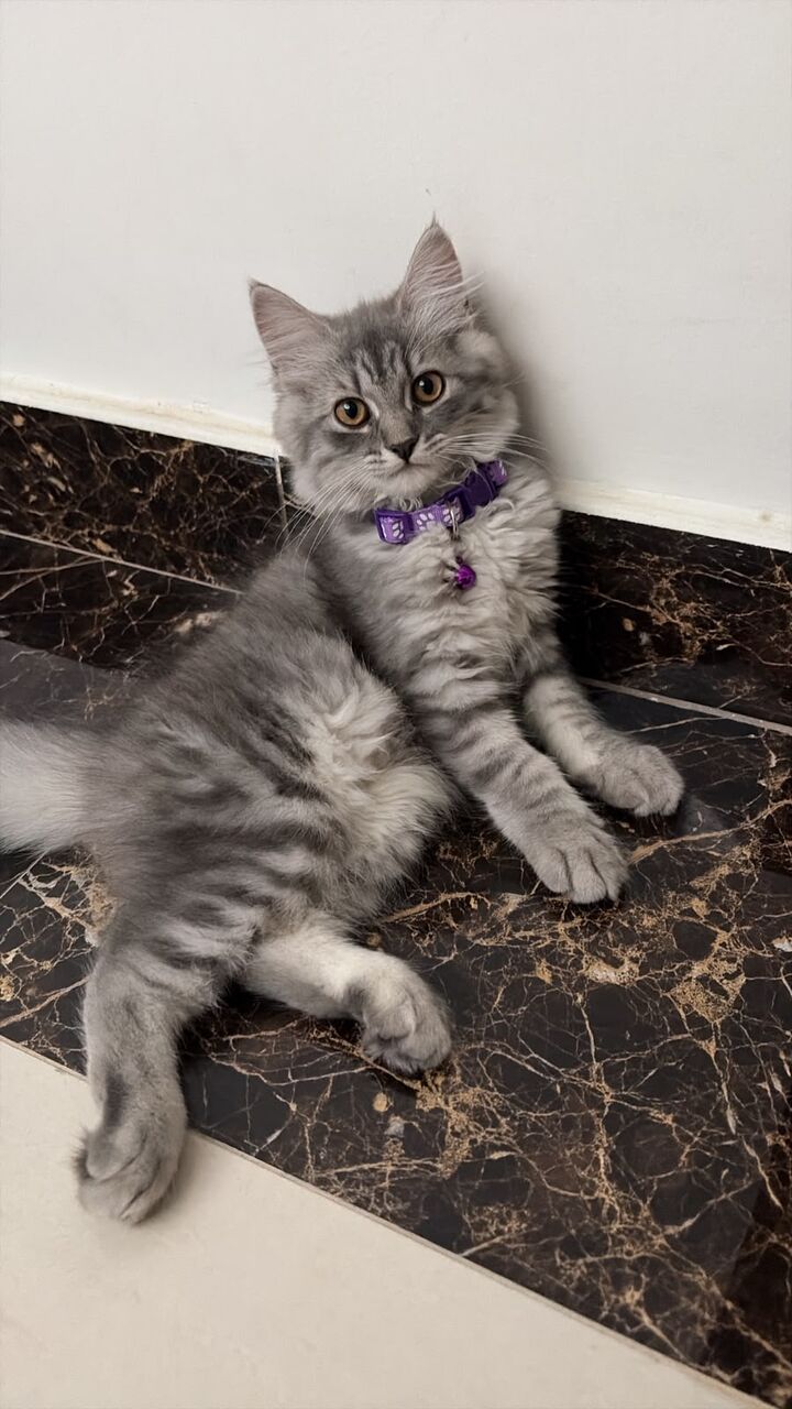 Al Aziziyah, Pet Supplies, SAR 1000,  Persian Kittens For Sale