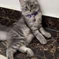 SAR 1000,  Persian Kittens For Sale