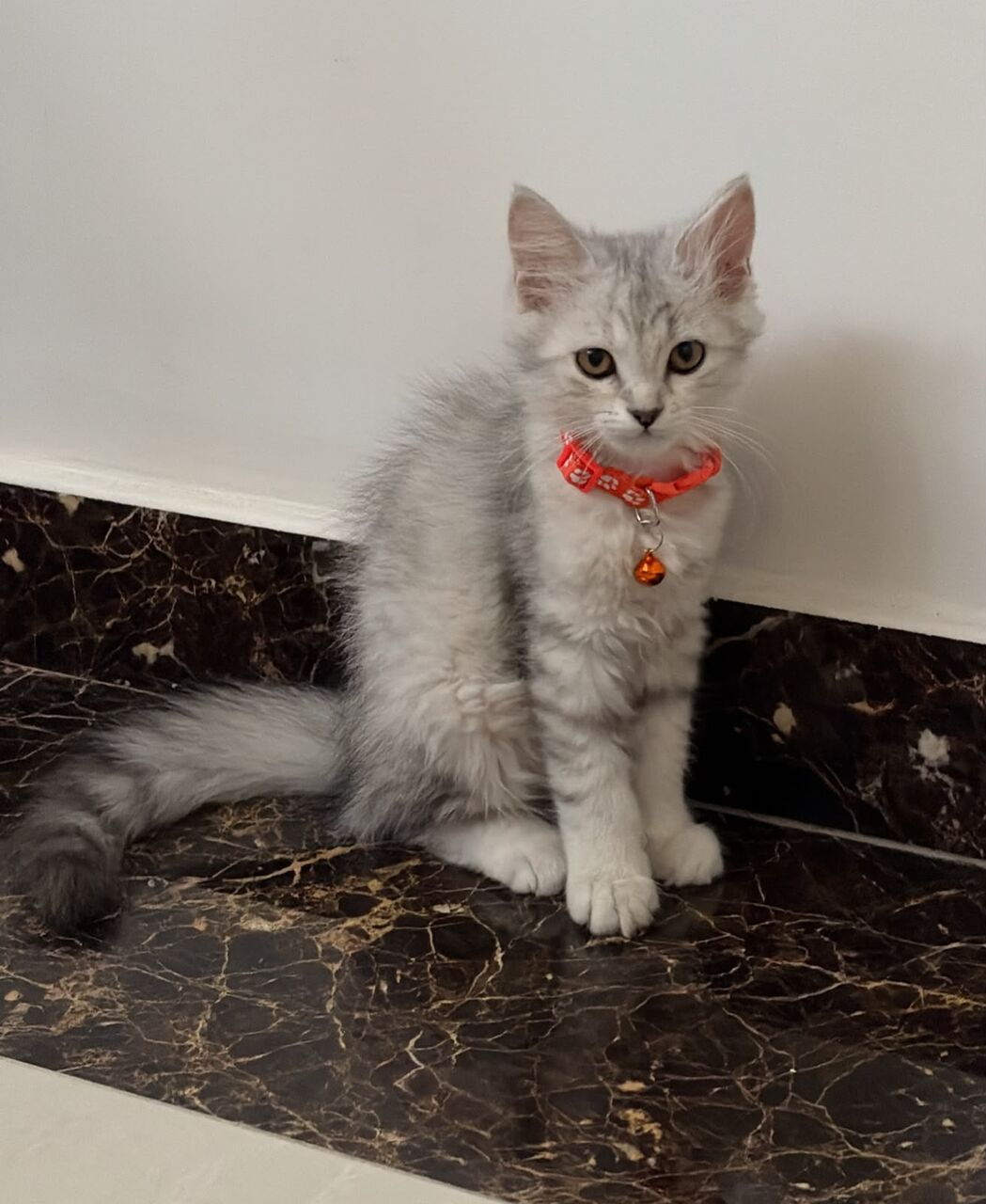Al Aziziyah, Pet Supplies, SAR 1000,  Persian Kittens For Sale