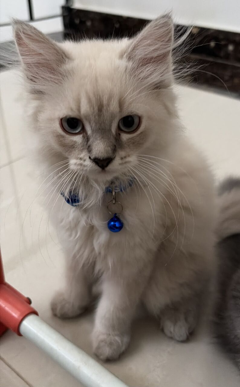 Al Aziziyah, Pet Supplies, SAR 1000,  Persian Kittens For Sale