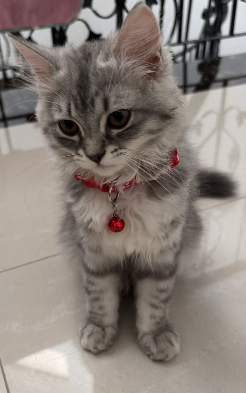 Al Aziziyah, Pet Supplies, SAR 1000,  Persian Kittens For Sale