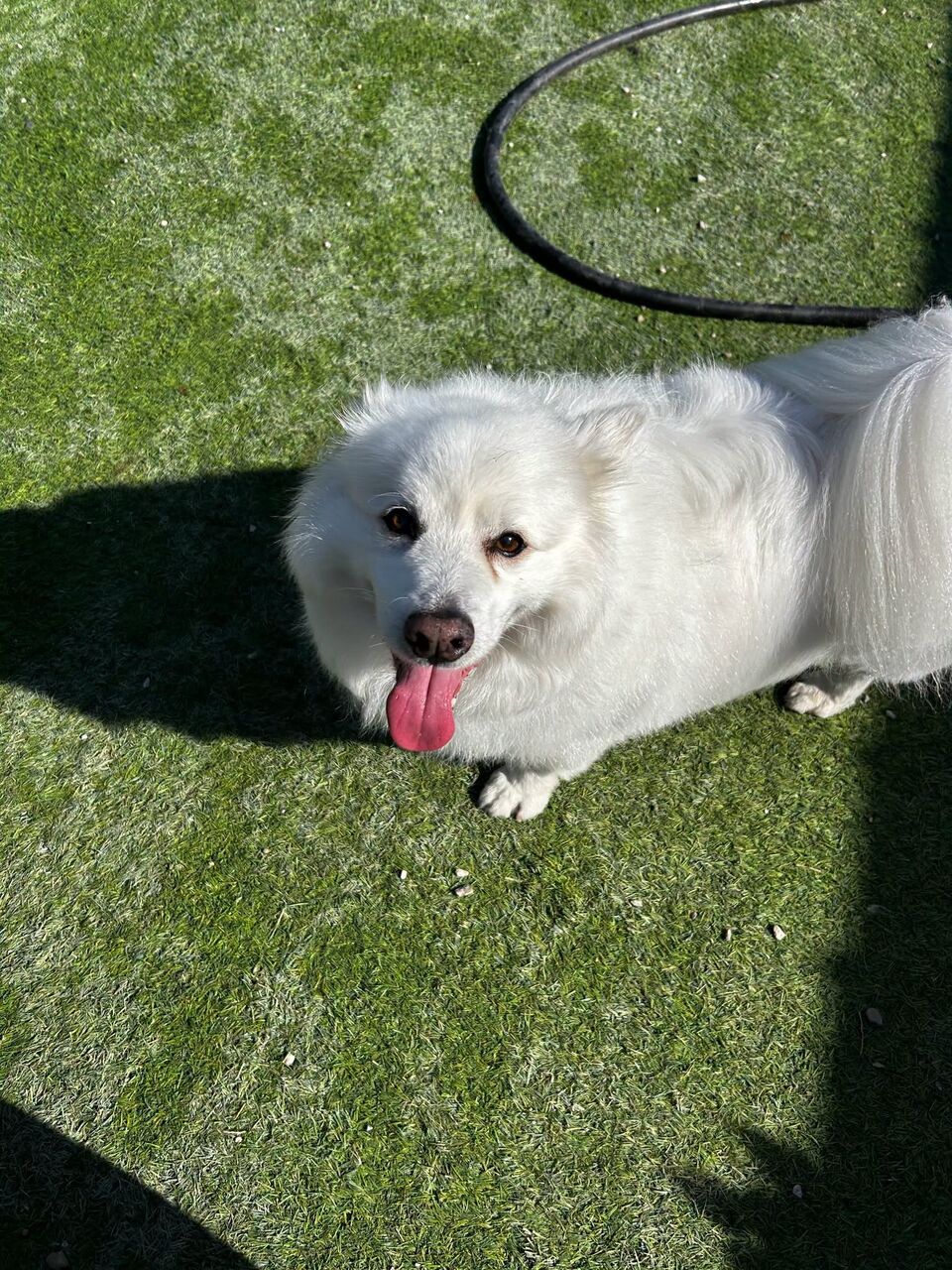 New York, Pet Sitting, Can I Get A Same-Day Last Minute Dog Boarding Near Me?