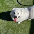 Can I Get A Same-Day Last Minute Dog Boarding Near Me?