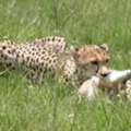 Luxury Kenya Safari Holidays