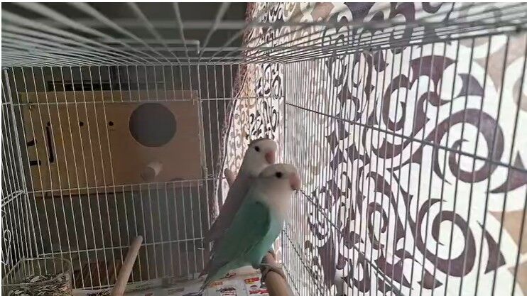 Khobar, Pet Supplies, SAR 400,  Rosy-Faced Lovebirds Pair