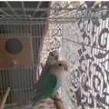 SAR 400,  Rosy-Faced Lovebirds Pair