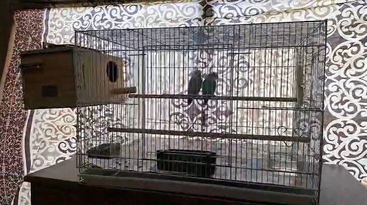 Khobar, Pet Supplies, SAR 400,  Rosy-Faced Lovebirds Pair