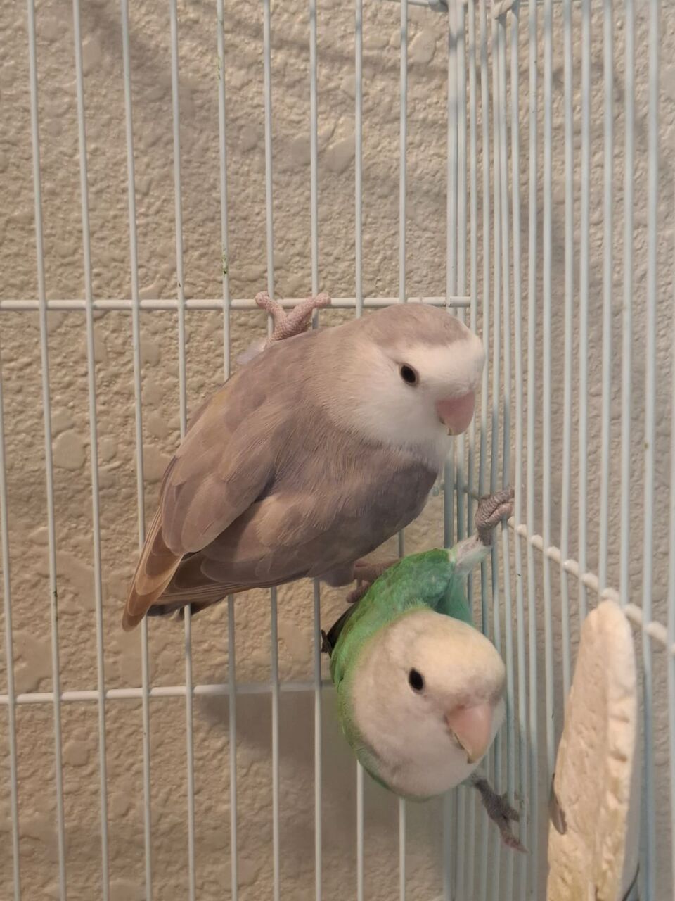 Khobar, Pet Supplies, SAR 400,  Rosy-Faced Lovebirds Pair