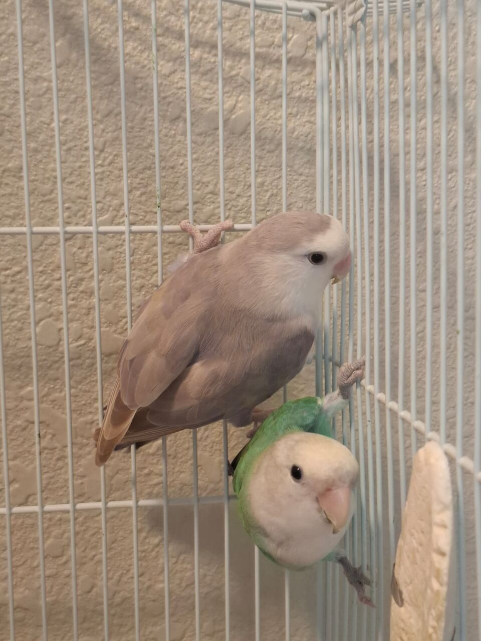 Khobar, Pet Supplies, SAR 400,  Rosy-Faced Lovebirds Pair