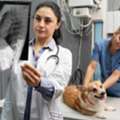 Advanced Pet X-Rays In Doha, Qatar For Fast Diagnosis