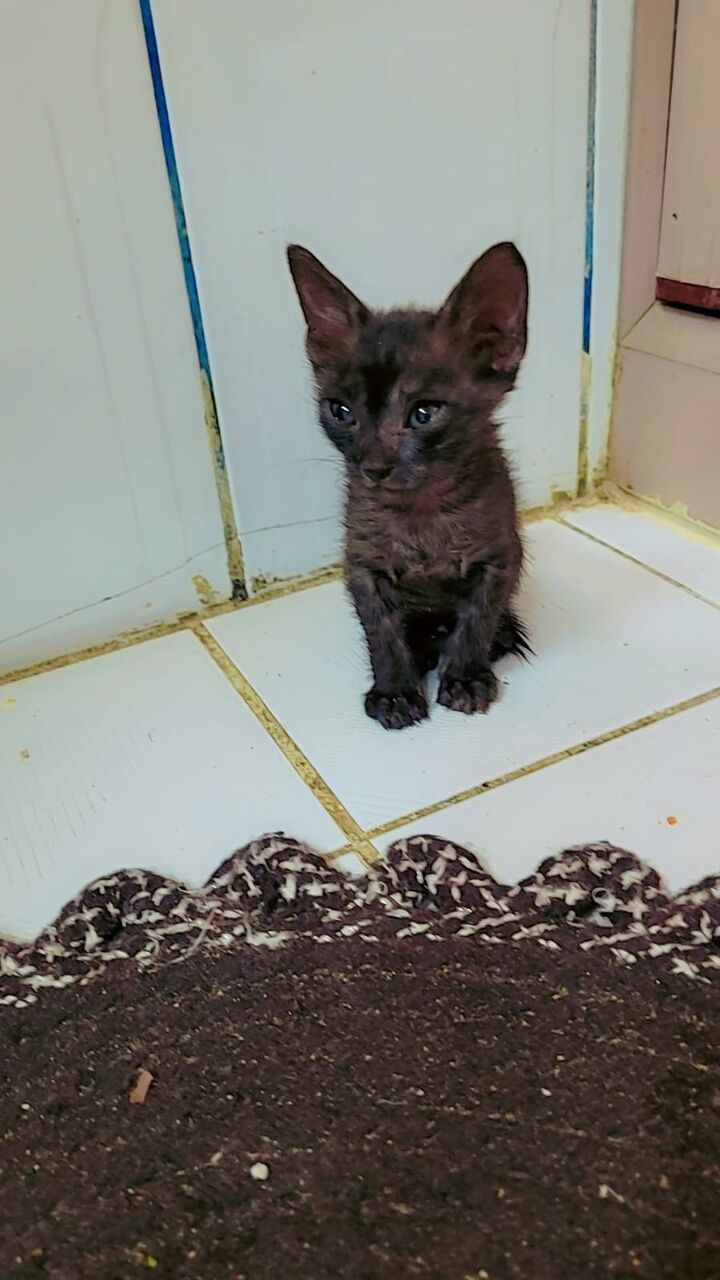 Al Nahda, Pet Adoption, Lovely 3 Week Old Kitten For Adoption