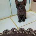 Lovely 3 Week Old Kitten For Adoption