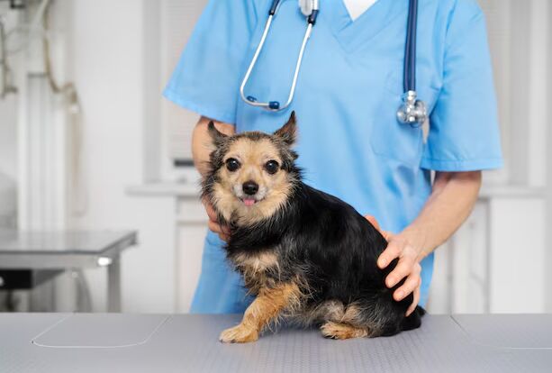 Toronto, Health, Emergency Vet Services When Every Minute Matters