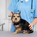 Emergency Vet Services When Every Minute Matters