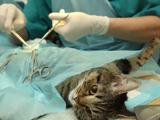 Toronto, Health, Emergency Vet Services When Every Minute Matters