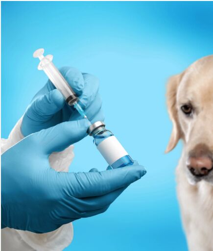 Toronto, Health, Emergency Vet Services When Every Minute Matters