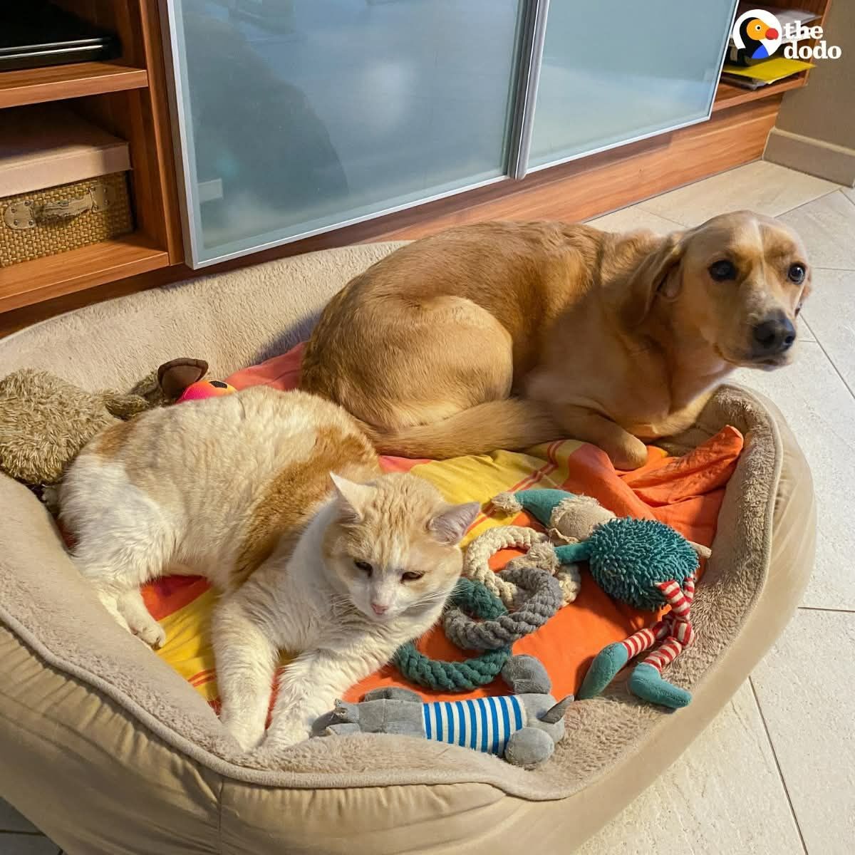 Manama City Centre, Pet Sitting, Pets Home Boarding