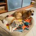 Pets Home Boarding