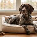 Best Dog Anxiety Treats | CBD Calming Dog Treats For Stress Relief &ndash; Stella's SASS