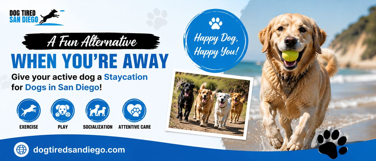 San Diego, Pet Sitting, Active Dog Care: A Fun Staycation In San Diego