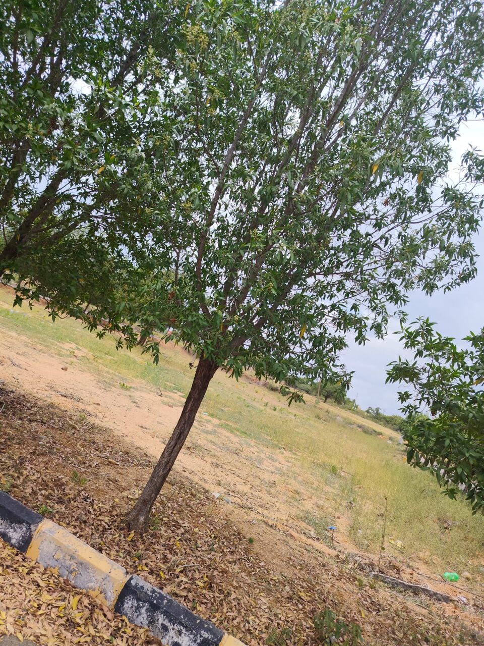Hyderabad, Residential Plots, INR 13000,  183 Sq. Yard,  DTCP & RERA FINAL APPROVED Open Plots For Sale @ Yacharam