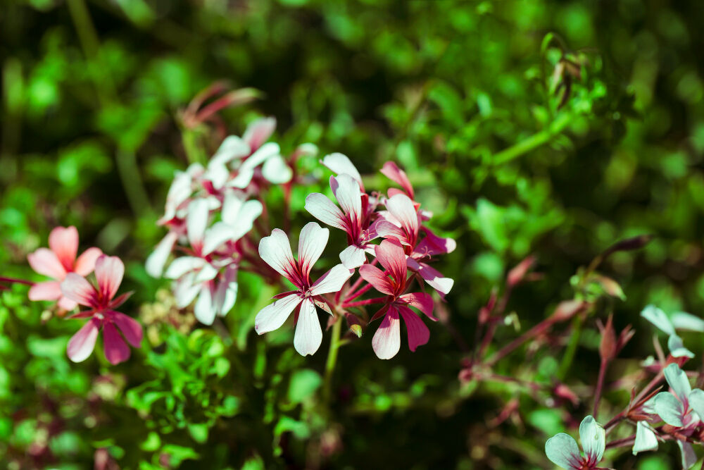 Mumbai, Farm/Garden, Evergreen Flowering Plants In India | Beautiful Garden Plants
