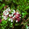 Evergreen Flowering Plants In India | Beautiful Garden Plants
