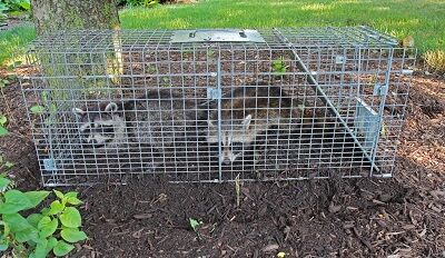 New York, Household, Professional Wildlife In Attic Removal Services In Norwalk, CT