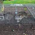 Professional Wildlife In Attic Removal Services In Norwalk, CT