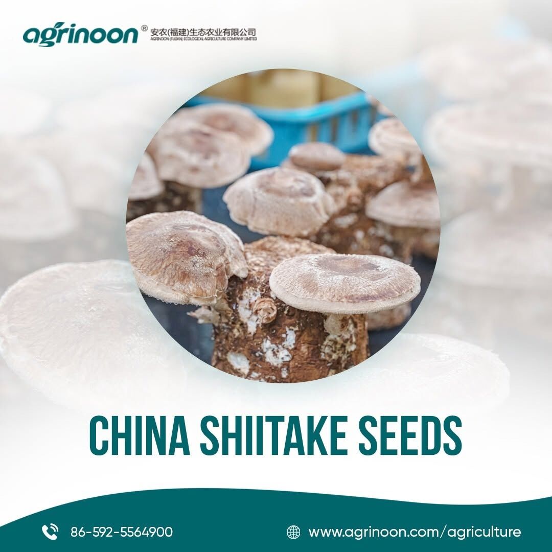 Beijing, Farm & Garden, Trusted Shiitake Seeds Factory For Healthy Mushroom Growth