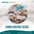 Trusted Shiitake Seeds Factory For Healthy Mushroom Growth
