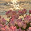 Handcrafted Flower Bouquets For Every Celebration