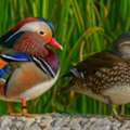 Singapore's Trusted Wildlife Photography Experts