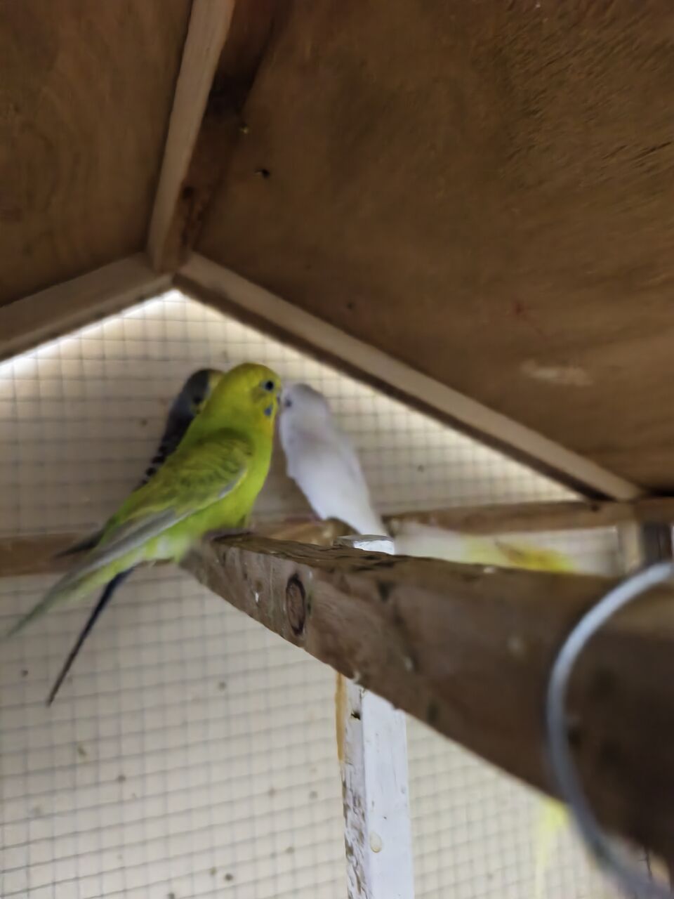 Manama, Pet Supplies, BHD 7,  Budgies For Sale