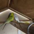 BHD 7,  Budgies For Sale