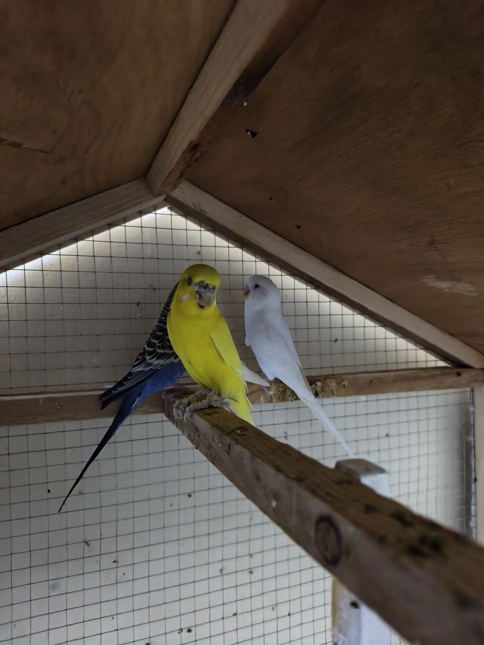 Manama, Pet Supplies, BHD 7,  Budgies For Sale