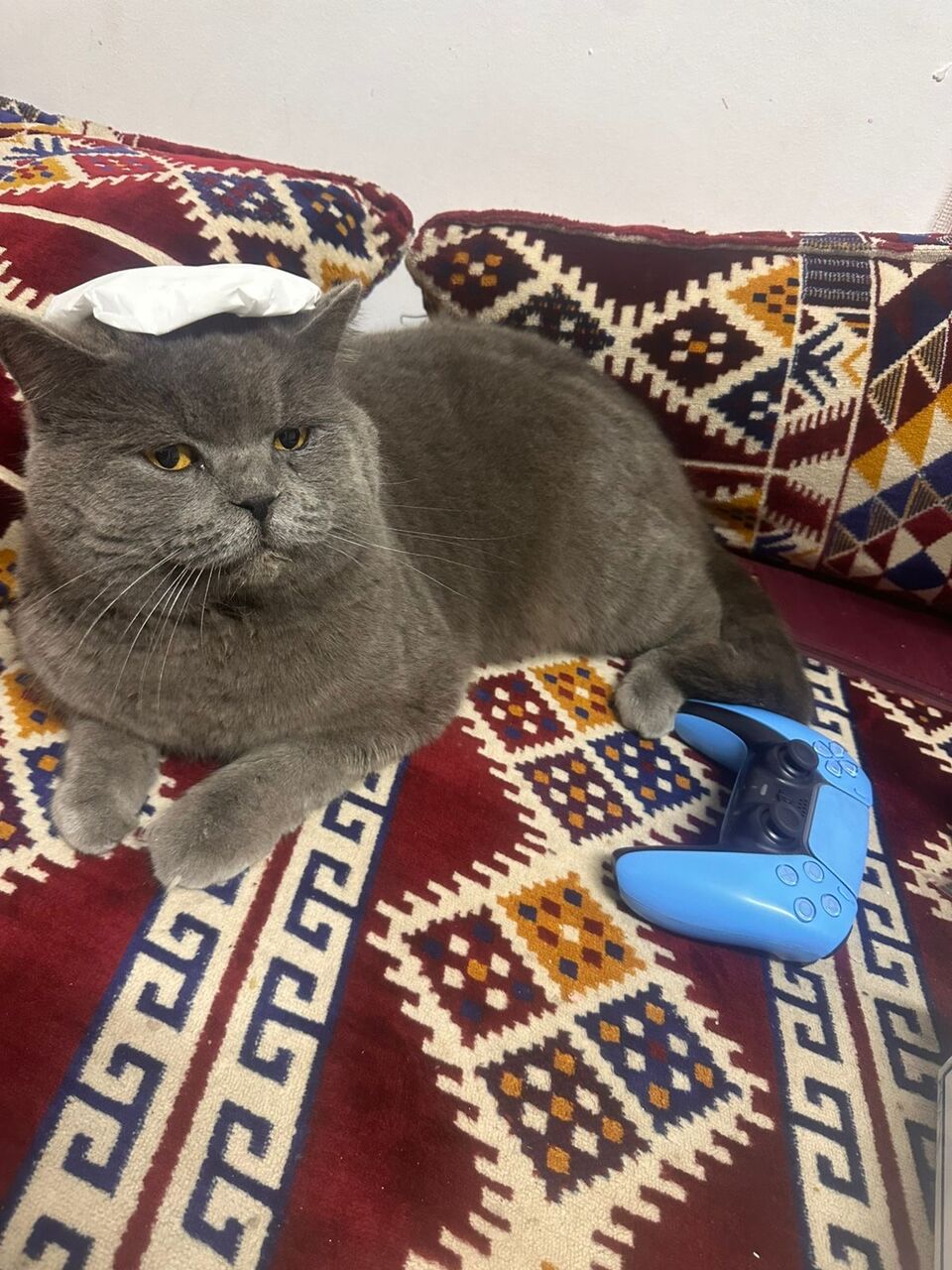 Dammam, Pet Supplies, Free Adoption- British Short Hair Cat