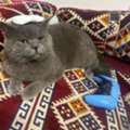 Free Adoption- British Short Hair Cat