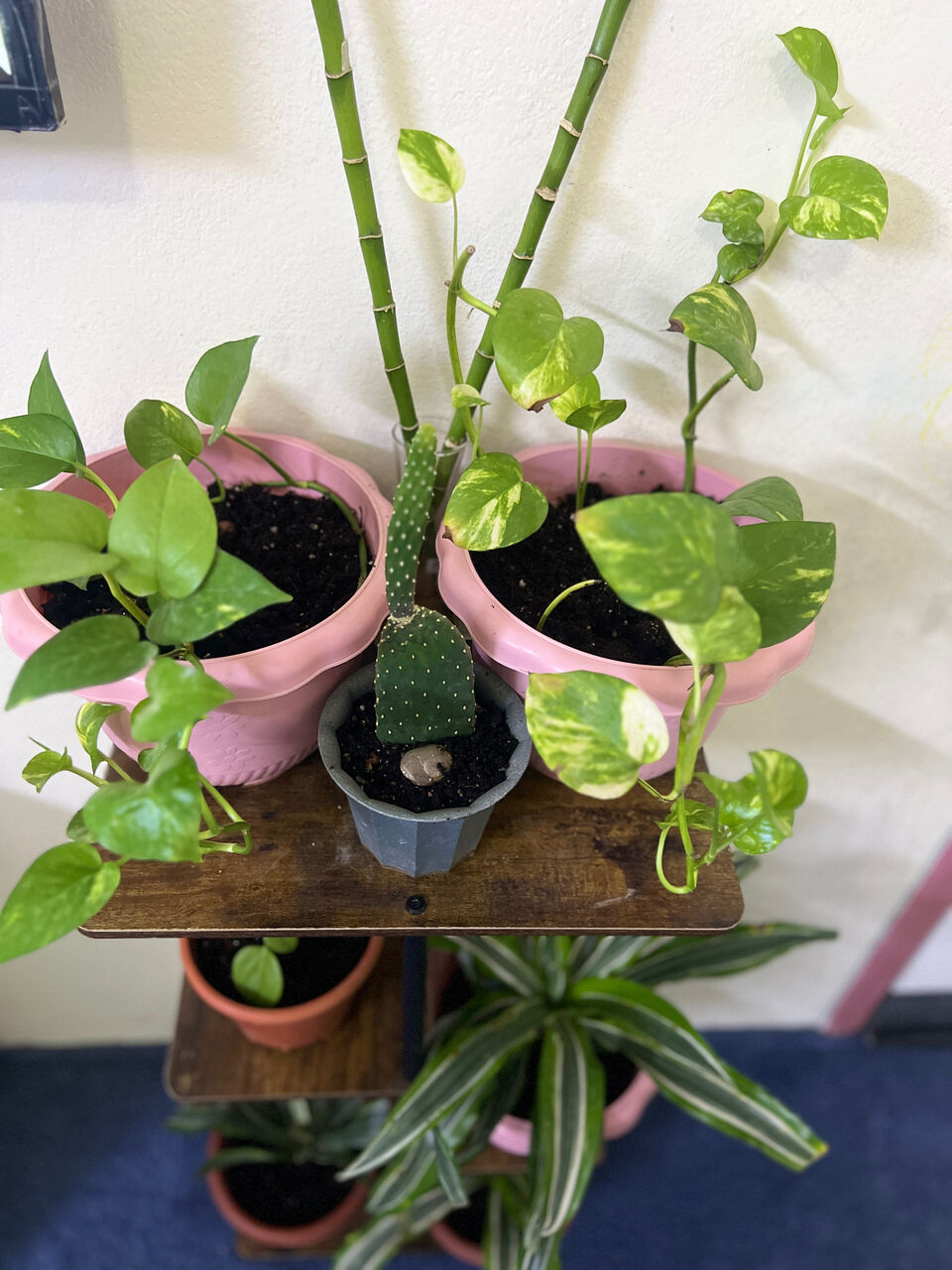 Khobar, Household Items, SAR 109,  Plants With Stand